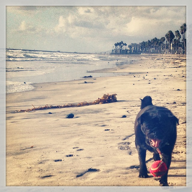 louis playing fetch